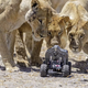Image for article titled THIS is how you photograph a pride of lions